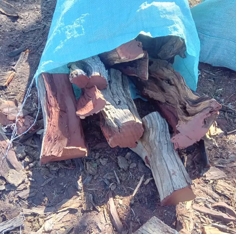 حطب سمر المدينة حطب سمر المدينة