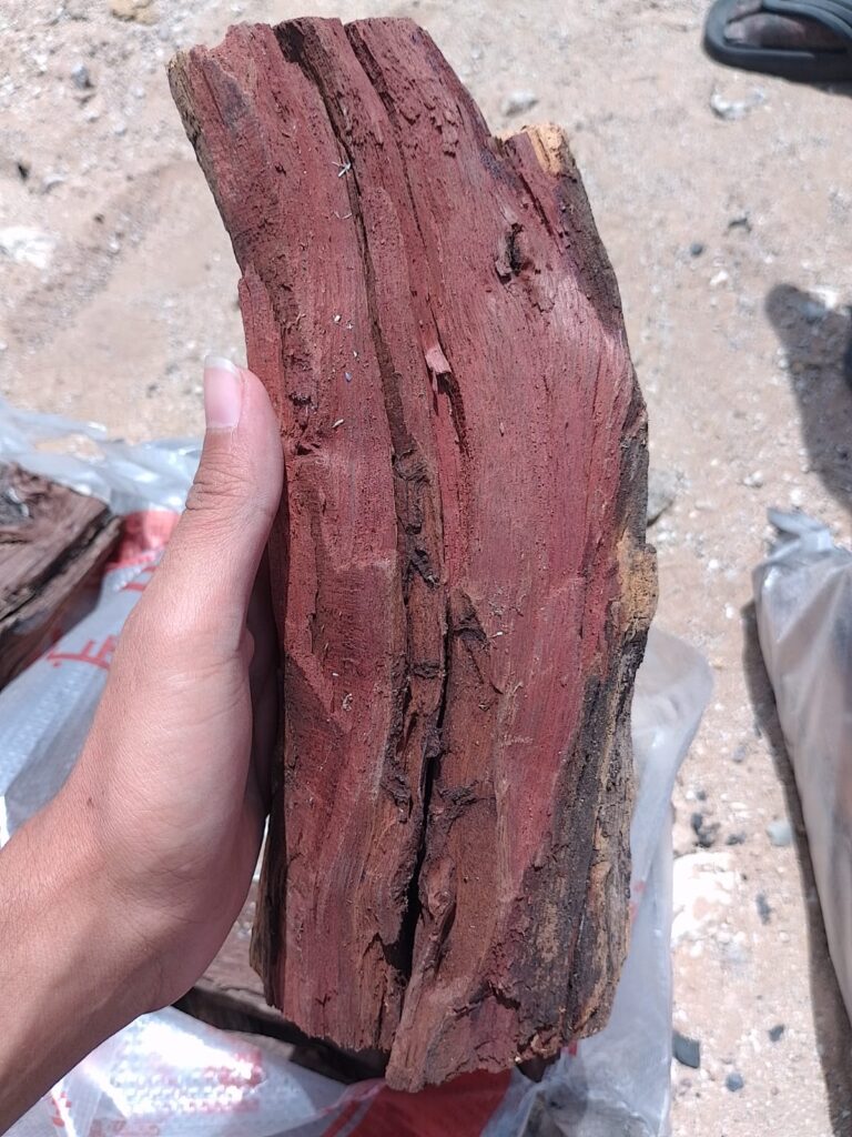 حطب وادي حلفا